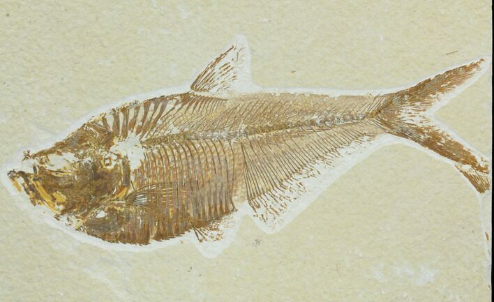 Bargain, Diplomystus Fossil Fish - Wyoming #126003